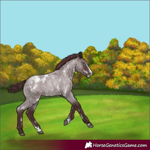 Horse Color:White Spotted Chocolate Brown Roan Splash 