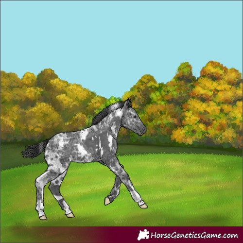 Horse Color:White Spotted Black Ice