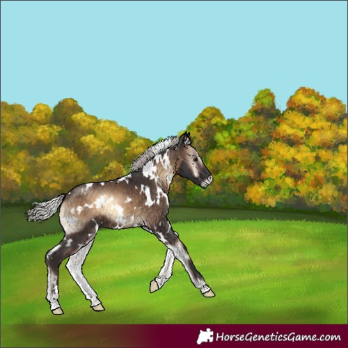 Horse Color:White Spotted Silver Brown Onyx