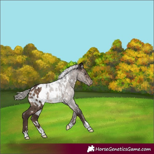 Horse Color:White Spotted Silver Brown Dun Appaloosa Brindle 