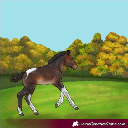 Horse Color:Bay Tobiano 