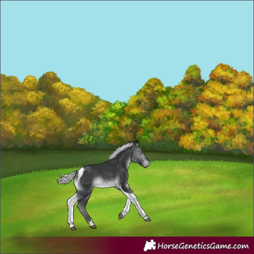 Horse Color:Silver Brown Chinchilla Tobiano 
