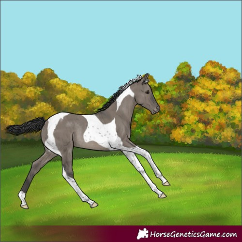 Horse Color:Grullo Tobiano Appaloosa Rabicano Brindle 