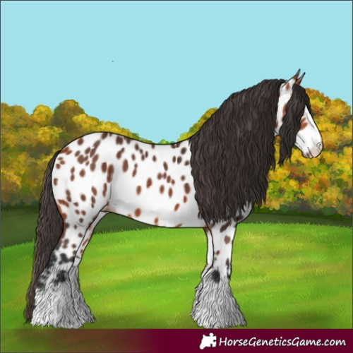 Horse Color:Bay Near Leopard