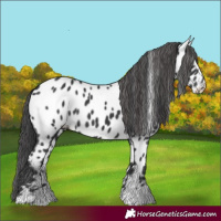 Horse Color:Black Near Leopard 