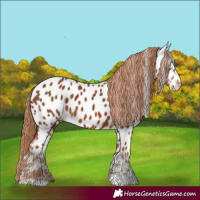 Horse Color:Chestnut Near Leopard 