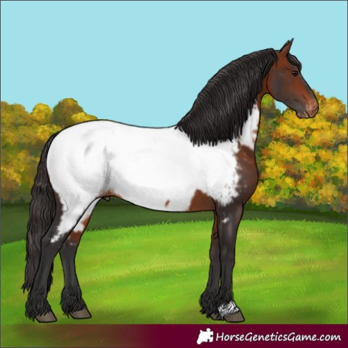 Horse Color:Bay Near Fewspot Rabicano 
