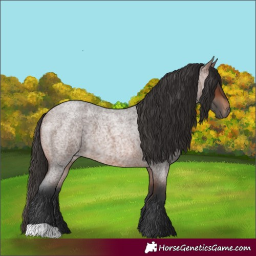 Horse Color:Brown Roan 