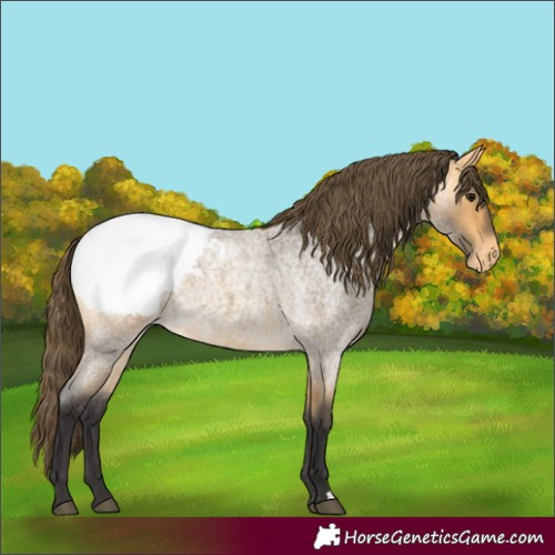 Horse Color:Buckskin Roan Snowcap