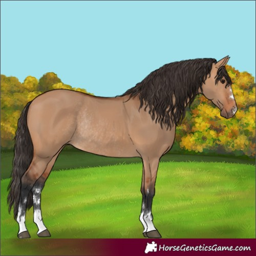 Horse Color:Bay Dun Rabicano 