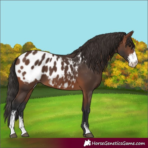 Horse Color:Brown Sabino Blanket 