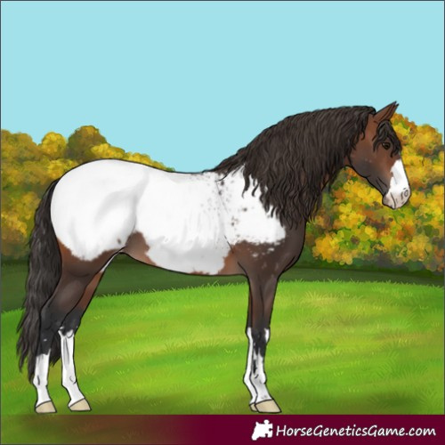 Horse Color:Brown Snowcap