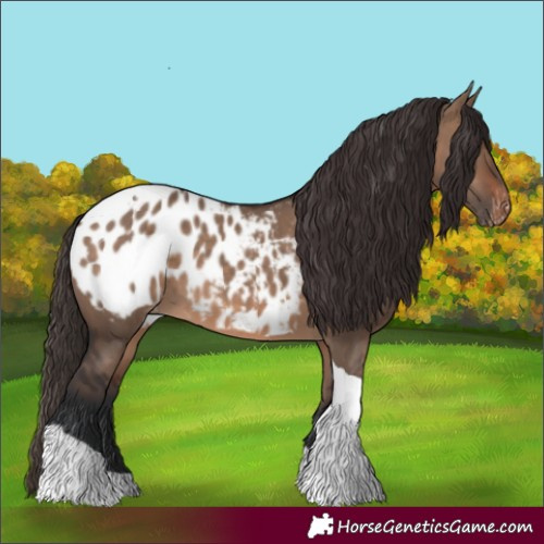 Horse Color:Brown Dun Tobiano Appaloosa