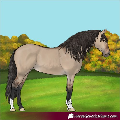 Horse Color:Brown Dun