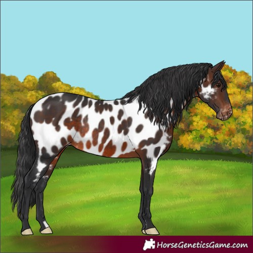 Horse Color:Brown Near Leopard Rabicano 