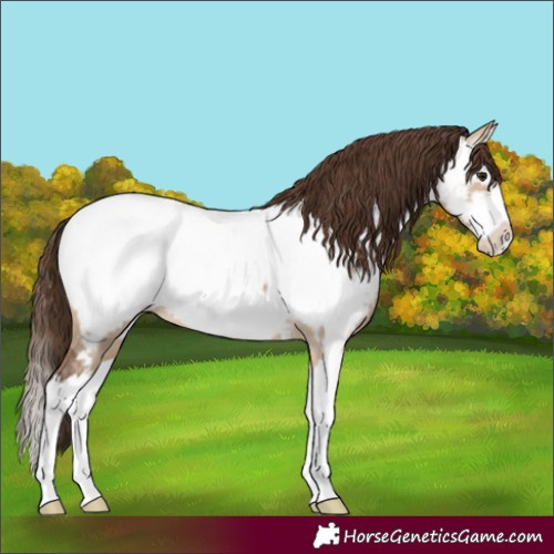Horse Color:Bay Dun Sabino Splash Near Fewspot 