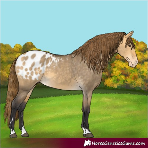 Horse Color:Buckskin Dun Blanket 