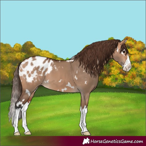 Horse Color:White Spotted Bay Dun Splash Blanket