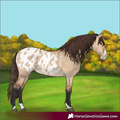 Horse Color:Bay Dun Splash Blanket 