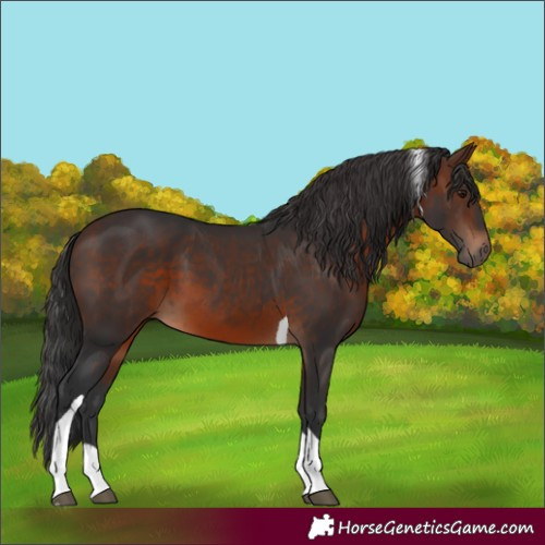 Horse Color:Brown Tobiano 