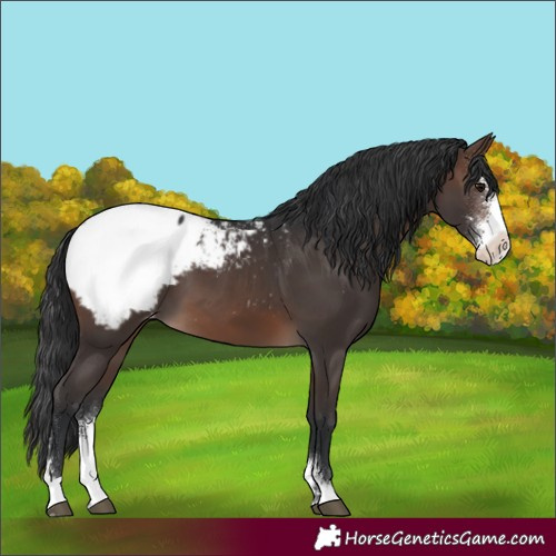 Horse Color:Brown Sabino Snowcap 