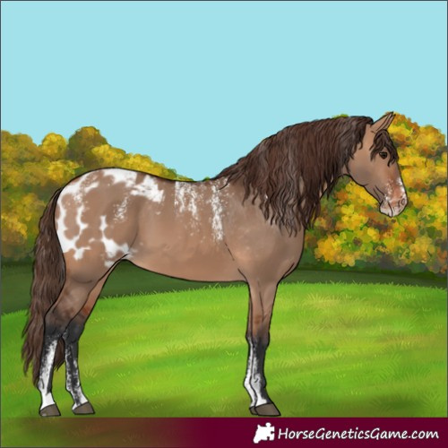 Horse Color:Powder White Bay Dun Skewed LP Spotted 