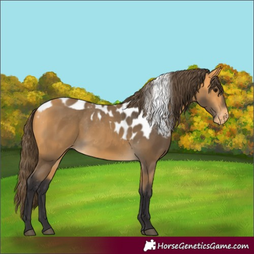 Horse Color:Buckskin Skewed LP Spotted