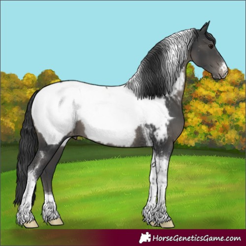 Horse Color:Black Tobiano Near Fewspot 