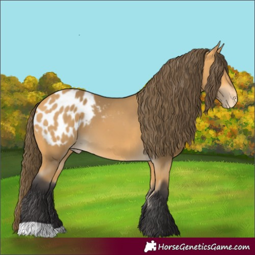 Horse Color:Buckskin Blanket 