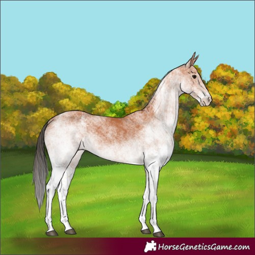 Horse Color:White Spotted Bay 