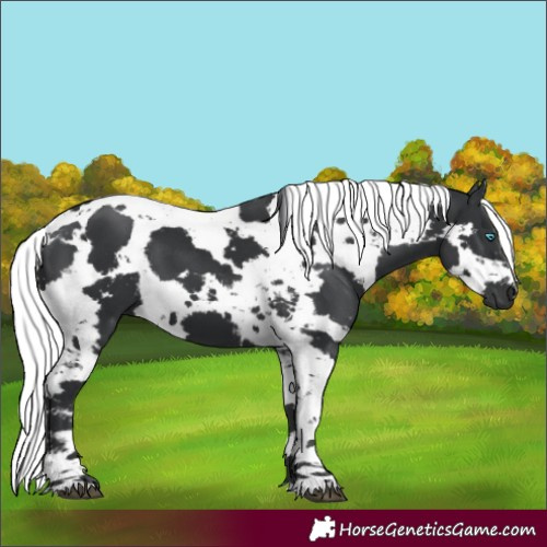 Horse Color:Black Harlequin Merle