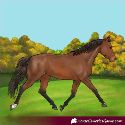 Horse Color:Bay Varnish 