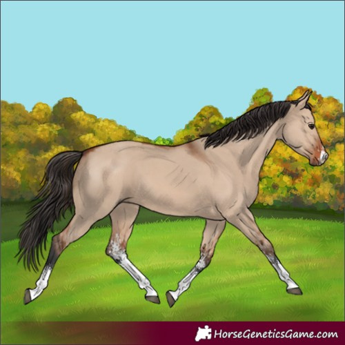 Horse Color:Bay Dun Sabino