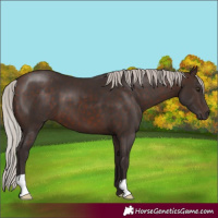Horse Color:Silver Brown 