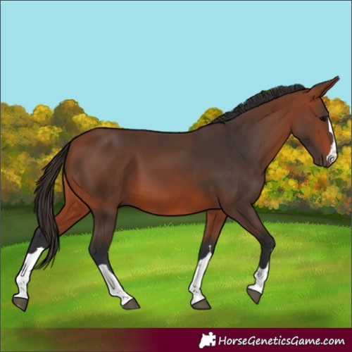 Horse Color:Bay 