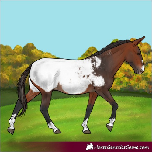 Horse Color:Bay Near Fewspot