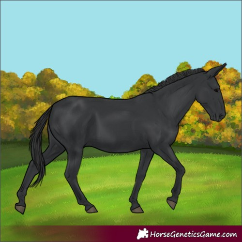 Horse Color:Black Rabicano 