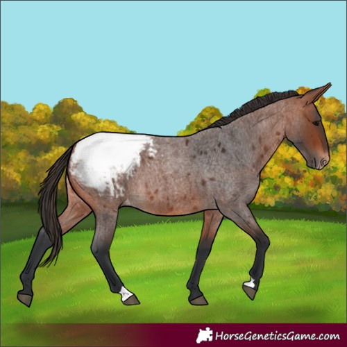 Horse Color:Bay Roan Appaloosa 