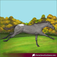 Horse Color:Grullo Appaloosa
