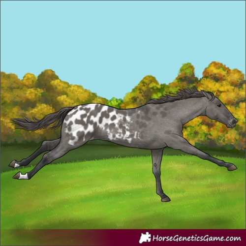 Horse Color:Grullo Appaloosa 