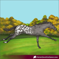 Horse Color:Grullo Appaloosa