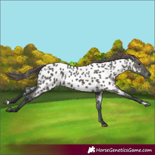 Horse Color:Grullo Appaloosa