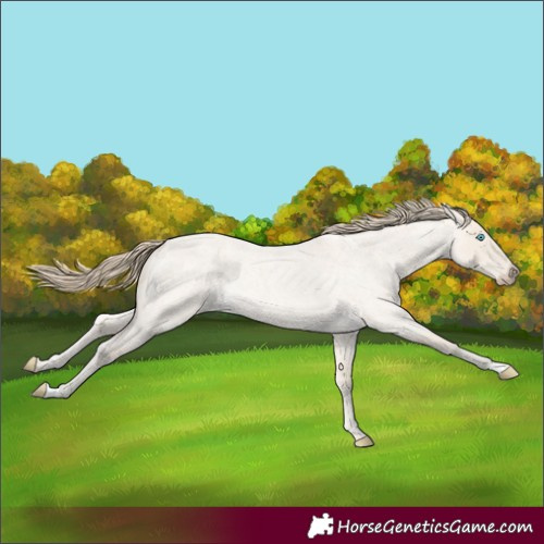 Horse Color:Smoky Creme Roan Dun