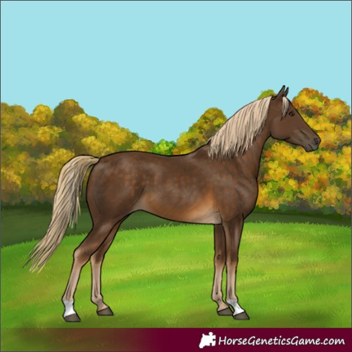 Horse Color:Chocolate Palomino
