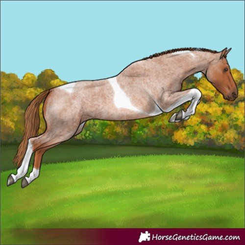 Horse Color:Red Roan Tobiano 