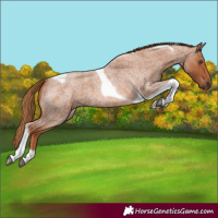 Horse Color:Red Roan Tobiano 