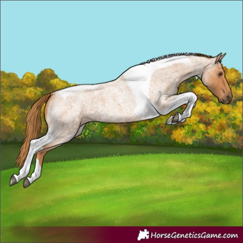 Horse Color:Red Roan Tobiano 