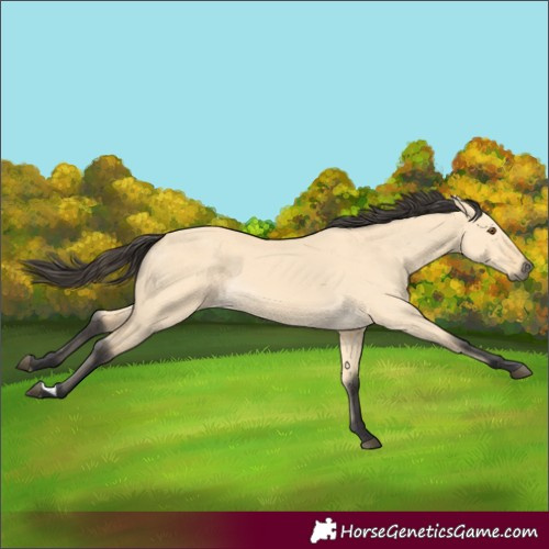 Horse Color:Buckskin Dun 