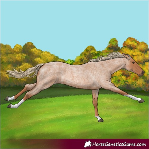 Horse Color:Red Roan Tobiano 
