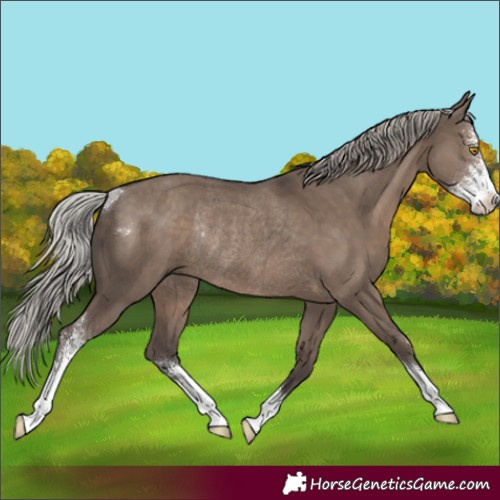 Horse Color:Silver Grullo Sabino Rabicano 